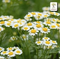 شتلات بابونج الماني