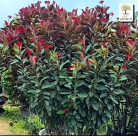 جاتروفا أحمر تايلندي