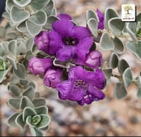 شتلات لوكافيليوم البنفسجي القزمي - مايكروبرست