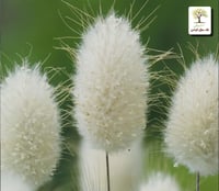 شتلات ذيل الارنب لاجوروس