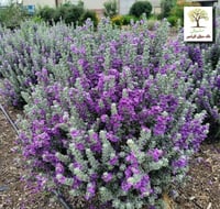 شتلات لوكافيليوم البنفسجي القزمي - مايكروبرست