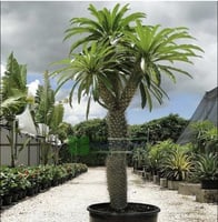 صبار بكابوديوم - نخلة مدغشقر