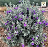 شتلات لوكافيليوم البنفسجي القزمي - مايكروبرست