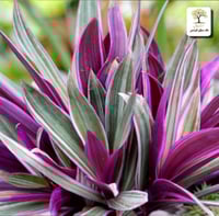 شتلات نبات الريو - الروهيو