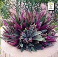 شتلات نبات الريو - الروهيو