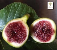 شتلات تين وايت ماديرا