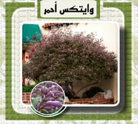 وايتكس احمر