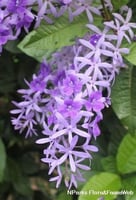 أكليل الملكه