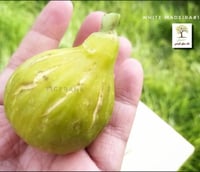 شتلات تين وايت ماديرا