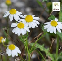 شتلات بابونج الماني