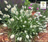 شتلات ذيل الارنب لاجوروس