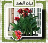 الكنا الهنديه الخضراء