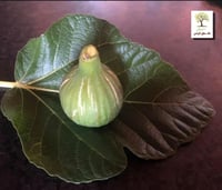 شتلات تين وايت ماديرا