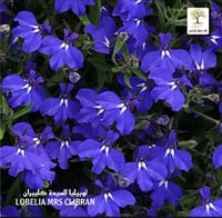 شتلات لوبيليا السيدة كليبران LOBELIA MRS CLIBRAN