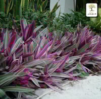 شتلات نبات الريو - الروهيو