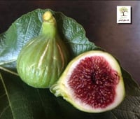 شتلات تين وايت ماديرا