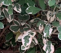 وايتكس مبرقش