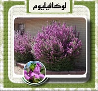 لوكافيليوم