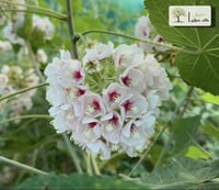 شتلات دومبيا وردي