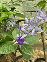 أكليل الملكه