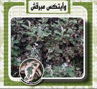 وايتكس مبرقش