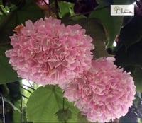 شتلات دومبيا حمراء