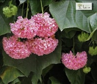 شتلات دومبيا حمراء