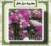 جهنمية دبل كلر تايلندي