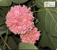 شتلات دومبيا حمراء