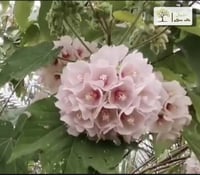 شتلات دومبيا وردي