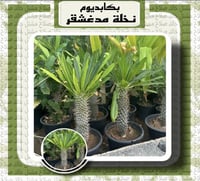 صبار بكابوديوم - نخلة مدغشقر