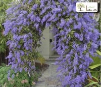 أكليل الملكه