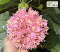 شتلات دومبيا حمراء