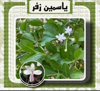 شتلات ياسمين زفر