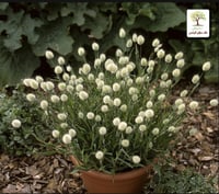 شتلات ذيل الارنب لاجوروس