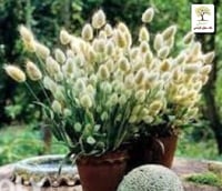 شتلات ذيل الارنب لاجوروس