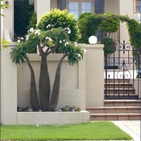 صبار بكابوديوم - نخلة مدغشقر