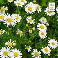 شتلات بابونج الماني