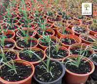 شتلات ذيل الارنب لاجوروس