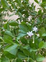 شتلات ياسمين زفر