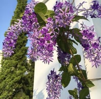 أكليل الملكه