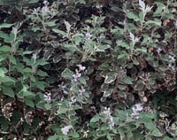 وايتكس مبرقش