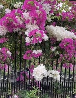 جهنمية دبل كلر تايلندي