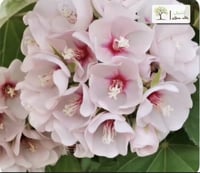 شتلات دومبيا وردي