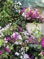 جهنمية دبل كلر تايلندي