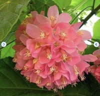 شتلات دومبيا حمراء