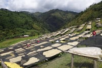 محصول اليمن | فلوة