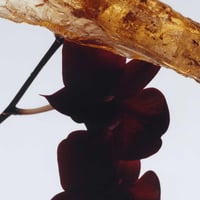 عطر Dark Amber & Ginger Lily من جو مالون لندن100 م...