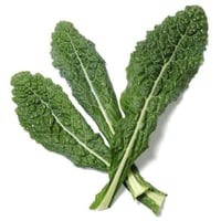 كيل الديناصور العملاق