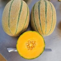 شمام اسيل F1